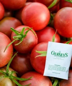 Gurney's Tomato Chocolate Cherry (25 Seed Packet)