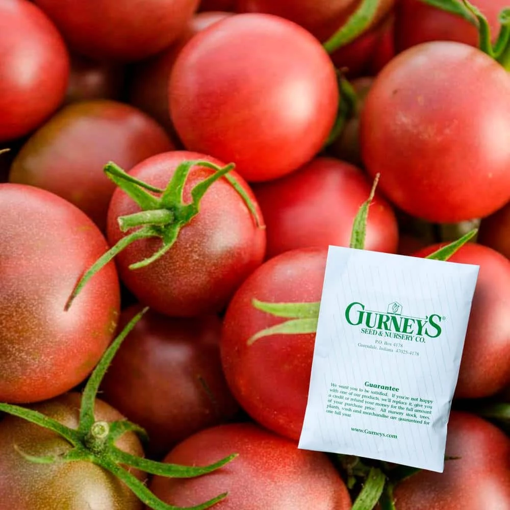 Gurney's Tomato Chocolate Cherry (25 Seed Packet)