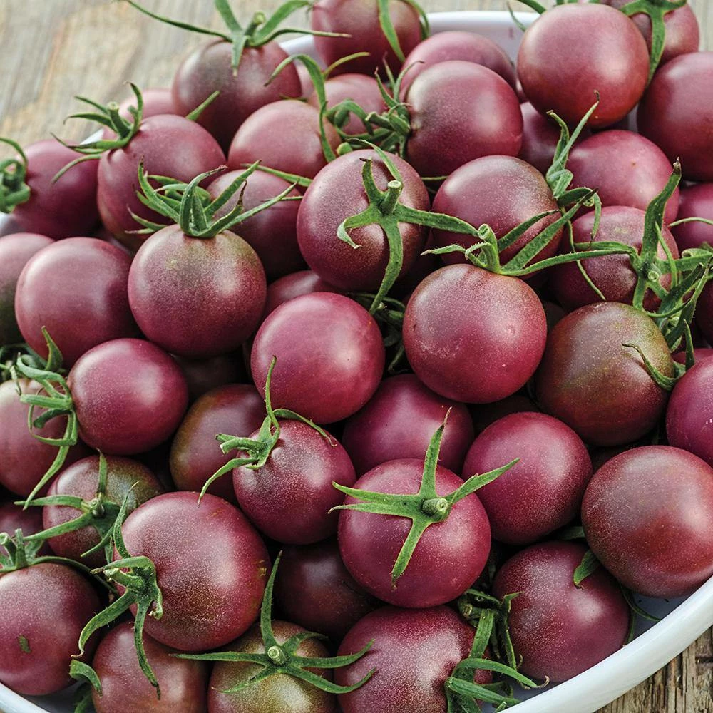 Gurney's Tomato Chocolate Cherry (25 Seed Packet) - Image 2