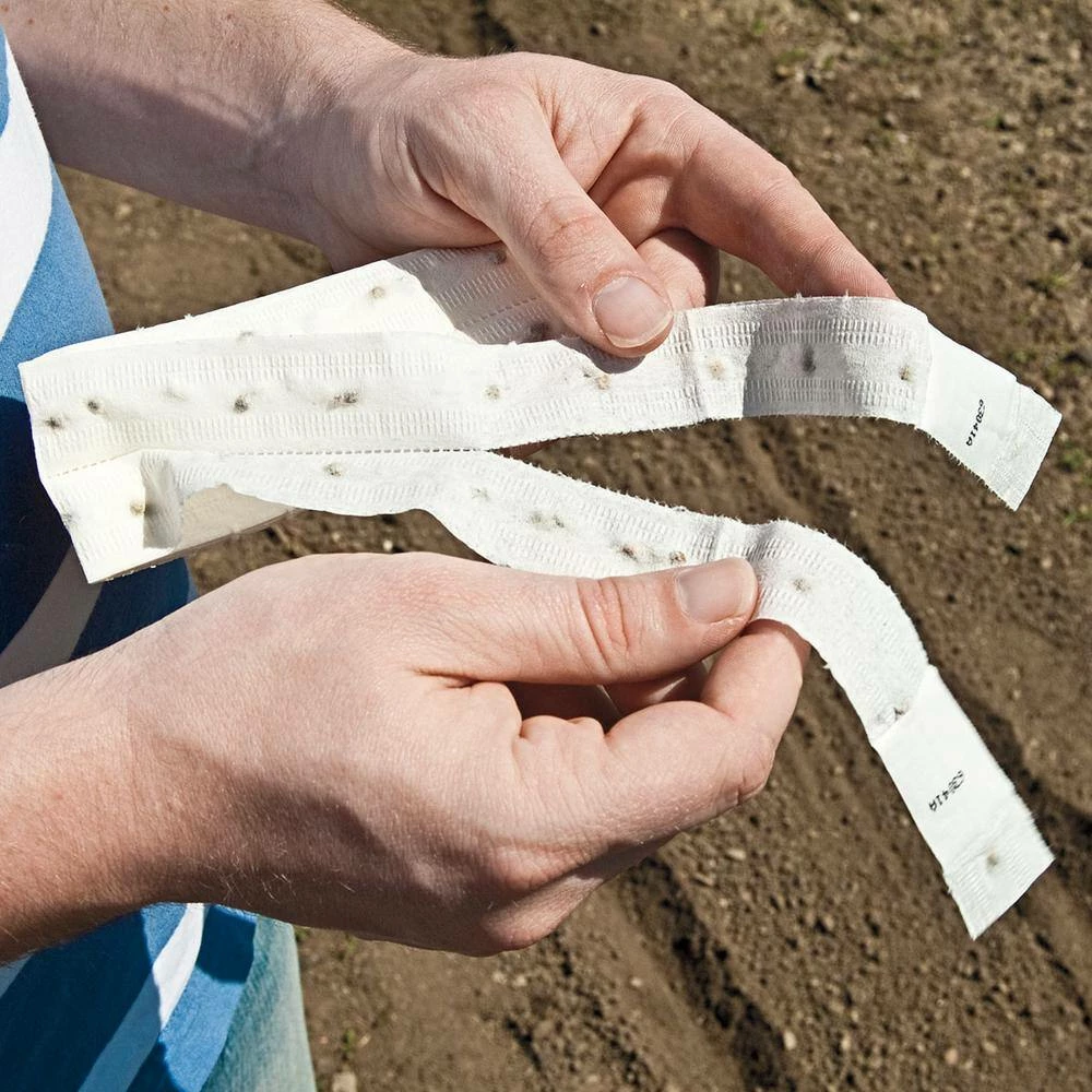 Gurney's Rainbow Carrot Hybrid Seed Tape, Includes 2 Seed Tapes Each 7.50 ft. L - Image 4