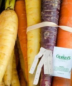 Gurney's Rainbow Carrot Hybrid Seed Tape, Includes 2 Seed Tapes Each 7.50 ft. L