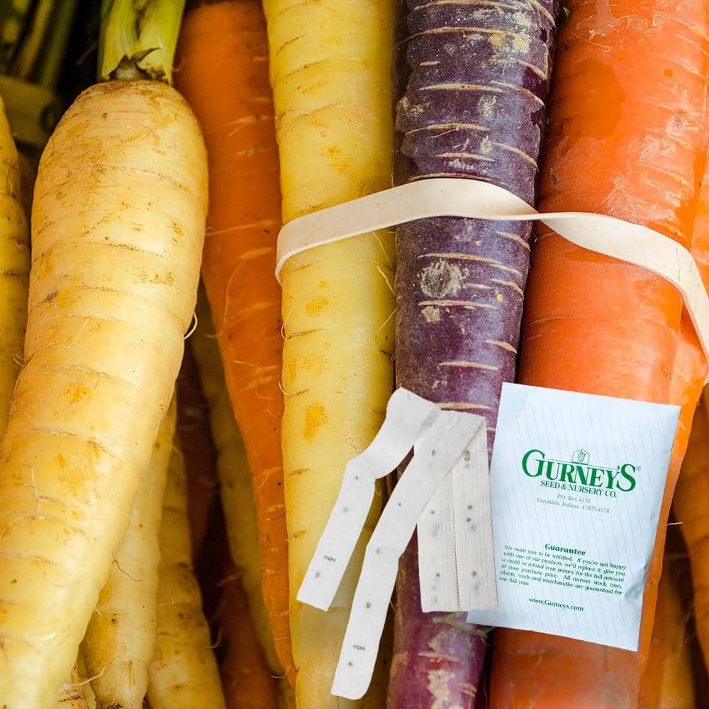 Gurney's Rainbow Carrot Hybrid Seed Tape, Includes 2 Seed Tapes Each 7.50 ft. L