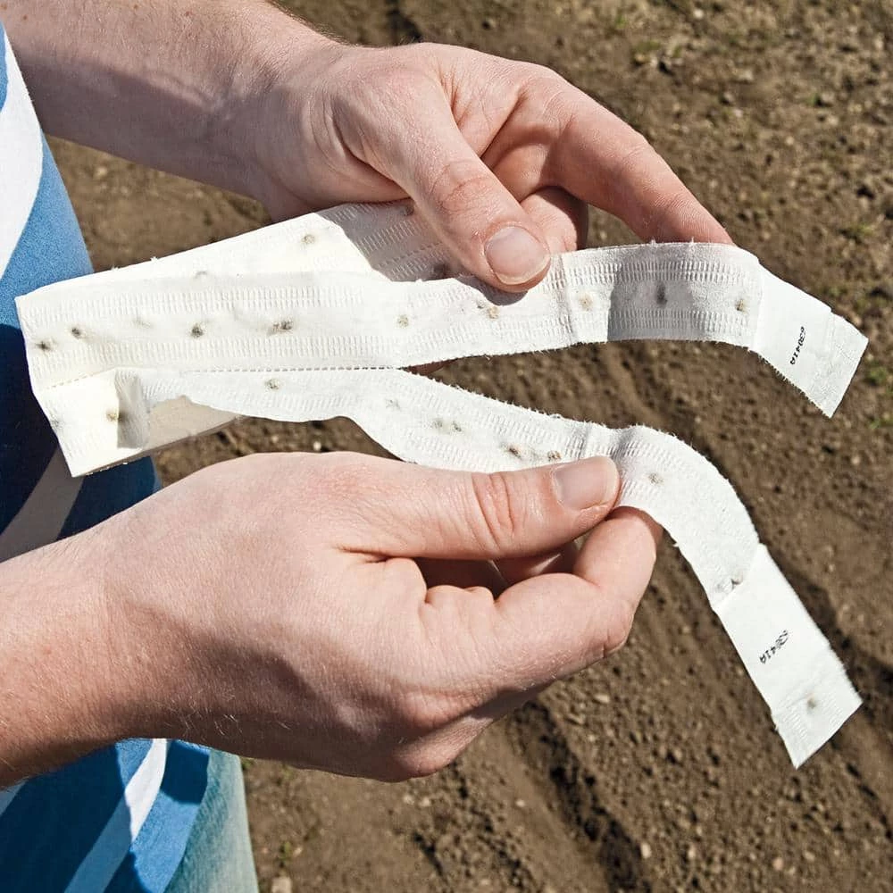 Gurney's Redsun Carrot Hybrid Seed Tape, Includes 2 Seed Tapes Each 7.50 ft. L - Image 4