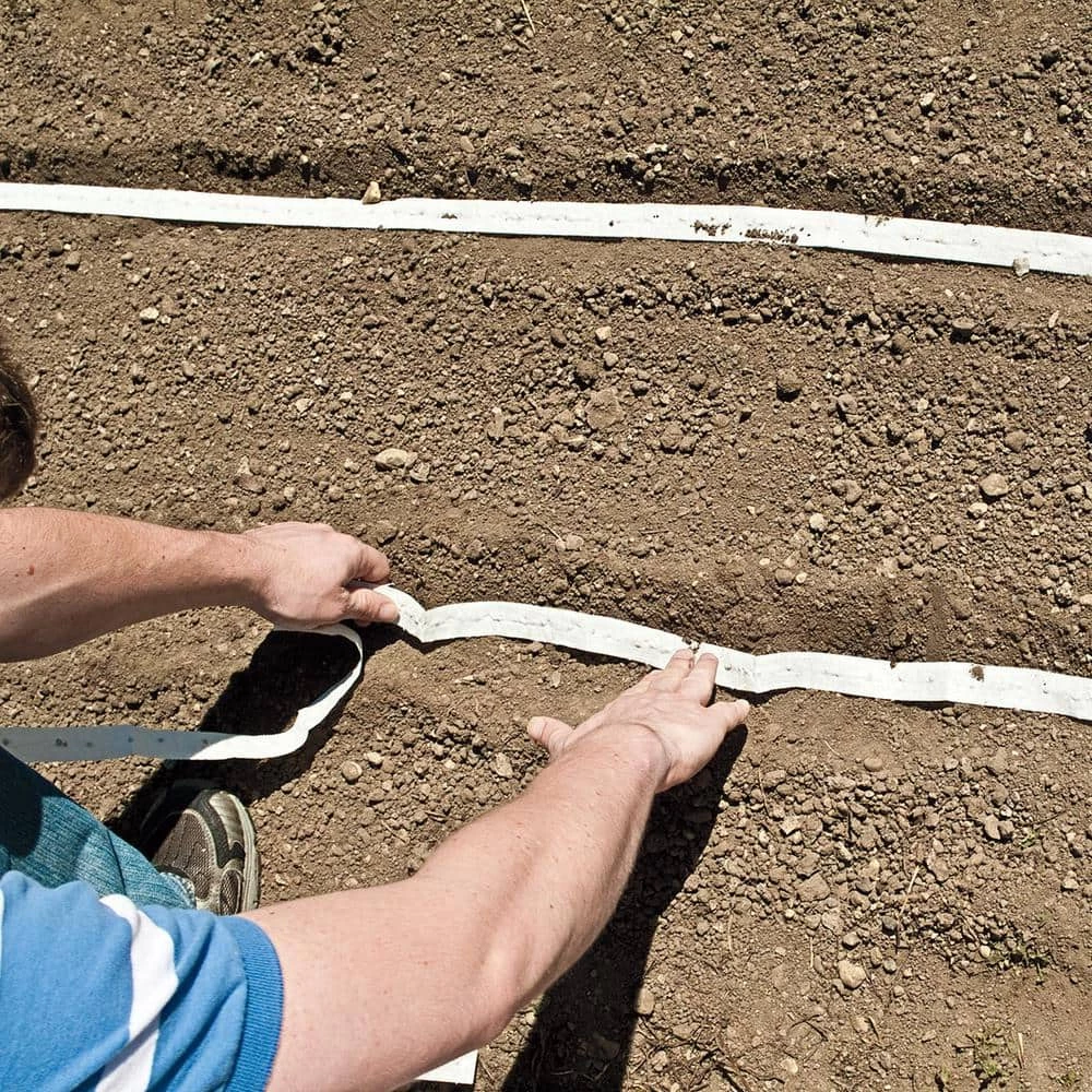 Gurney's Redsun Carrot Hybrid Seed Tape, Includes 2 Seed Tapes Each 7.50 ft. L - Image 3