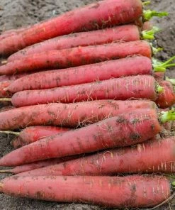 Gurney's Redsun Carrot Hybrid Seed Tape, Includes 2 Seed Tapes Each 7.50 ft. L