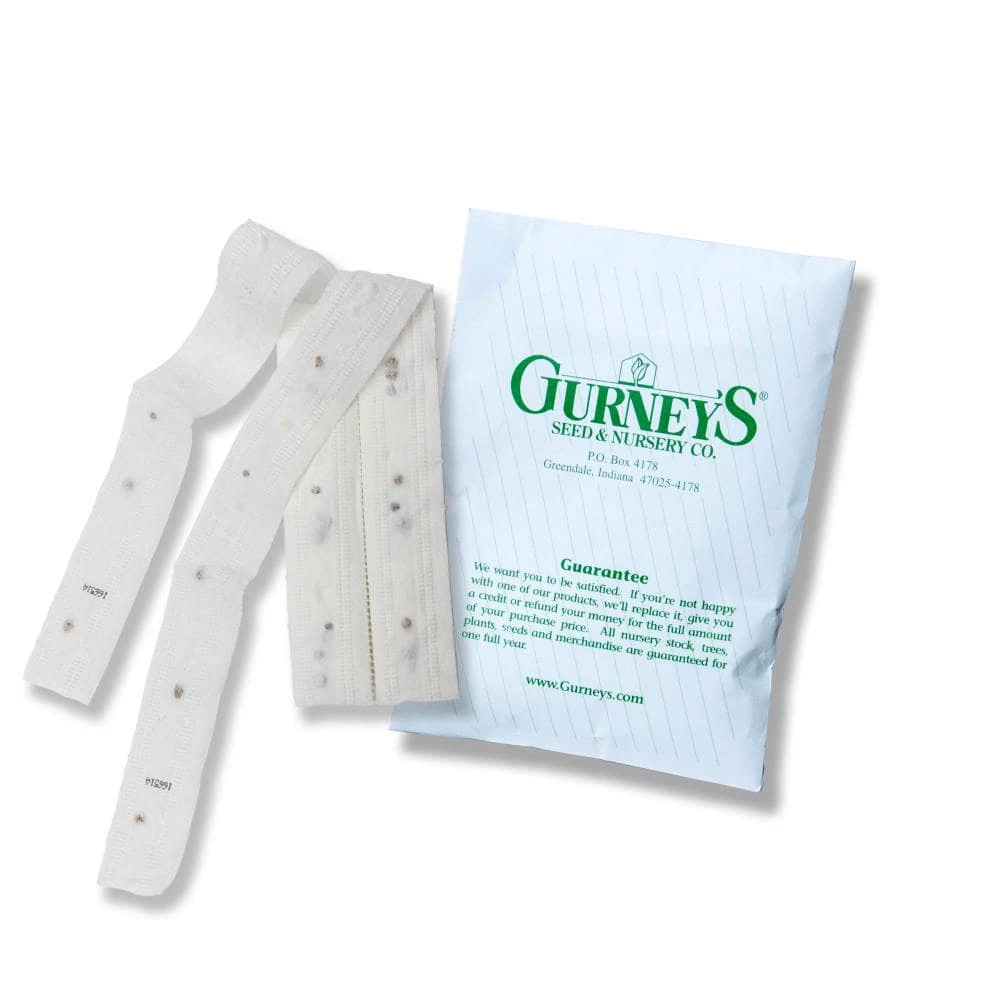 Gurney's Redsun Carrot Hybrid Seed Tape, Includes 2 Seed Tapes Each 7.50 ft. L - Image 2