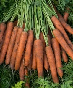 Gurney's Adana Carrot Hybrid Seed Tape, Includes 2 Seed Tapes Each 7.50 ft. L