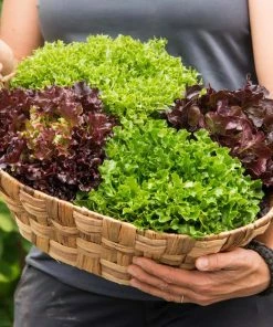 Gurney's Eazyleaf Mix Seed Tape, Includes 2 Seed Tapes Each 7.50 ft. L