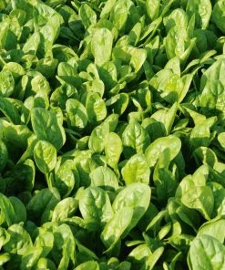 Gurney's Patton Hybrid Spinach Seed Tape, Includes 2 Seed Tapes Each 7.50 ft. L