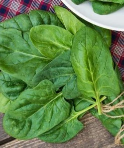 Gurney's Space Hybrid Spinach Seed Tape, Includes 2 Seed Tapes Each 7.50 ft. L