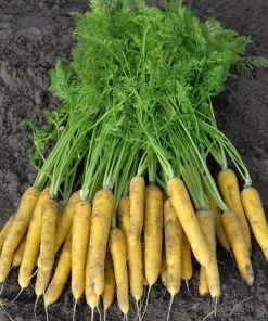 Gurney's Yellow Moon Carrot Seed Tape, Includes 2 Seed Tapes Each 7.50 ft. L