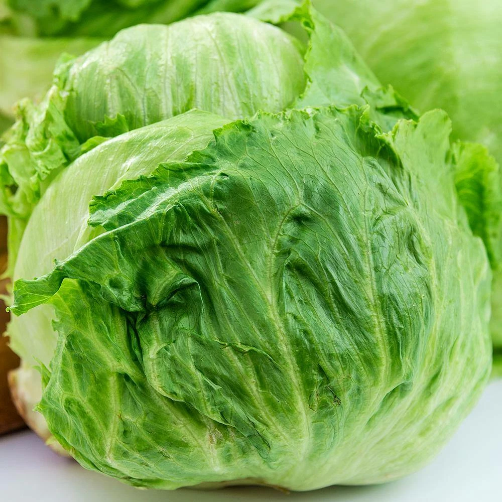 Gurney's Ithaca Head Lettuce Seed Tape, Includes 2 Seed Tapes Each 7.50 ft. L - Image 2