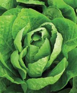 Gurney's Super Jericho Romaine Lettuce Seed Tape, Includes 2 Seed Tapes Each 7.50 ft. L