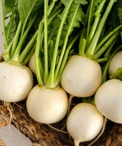 Gurney's Amelie Hybrid Turnip Seed Tape, Includes 2 Seed Tapes Each 7.50 ft. L