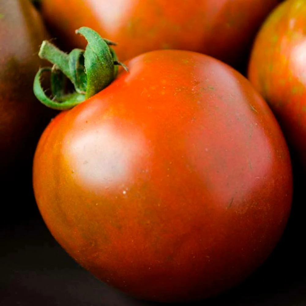 Gurney's Tomato Black Velvet Hybrid (25 Seed Packet) - Image 3