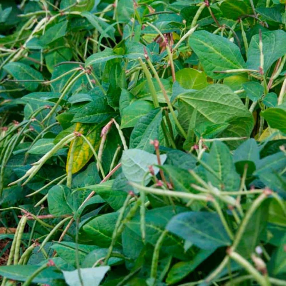 Gurney's Black Eye Pea Phenomenal Summerpea (1 lb. Seed Packet) - Image 2