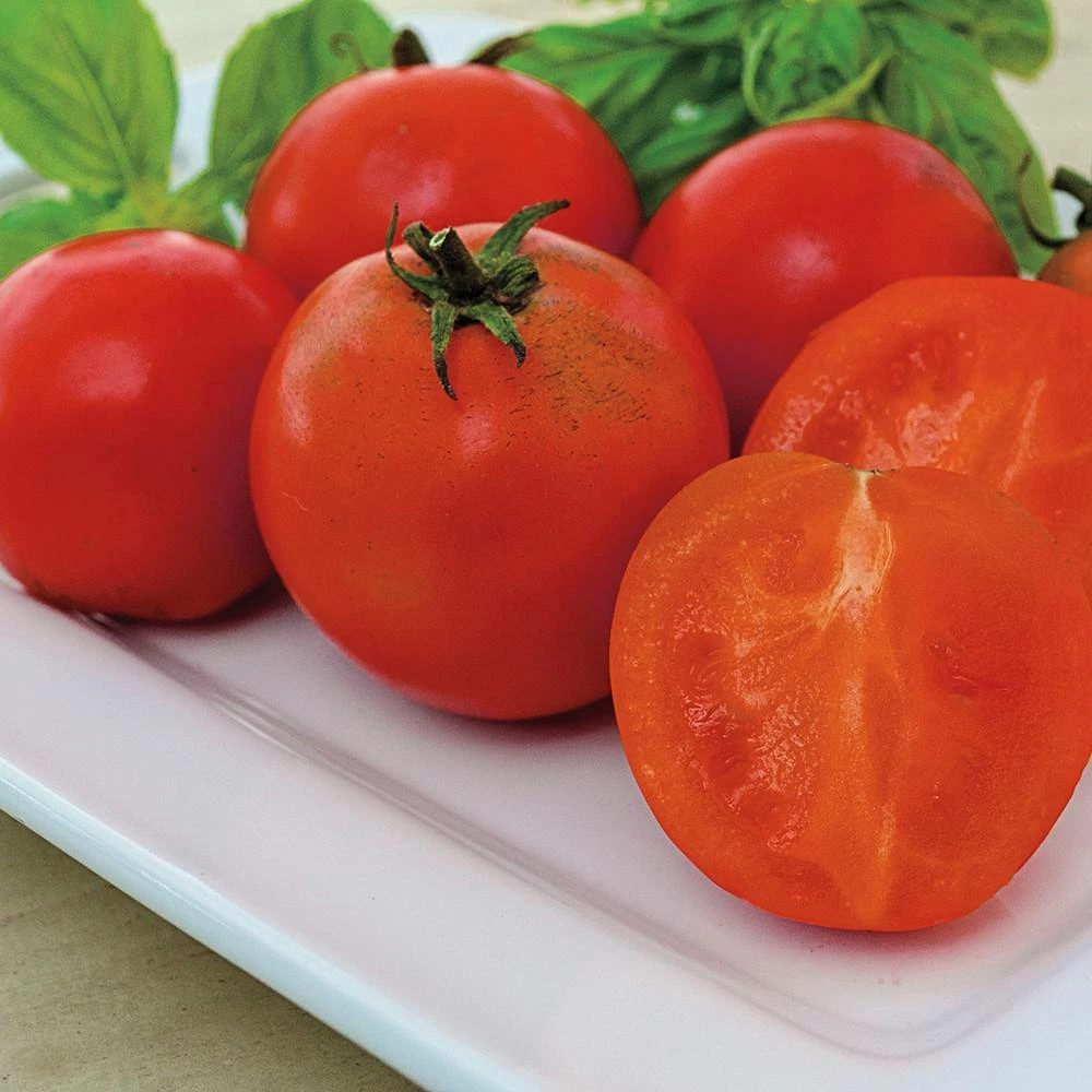 Gurney's Tomato Easy Sauce Hybrid (15 Seed Packet) - Image 3