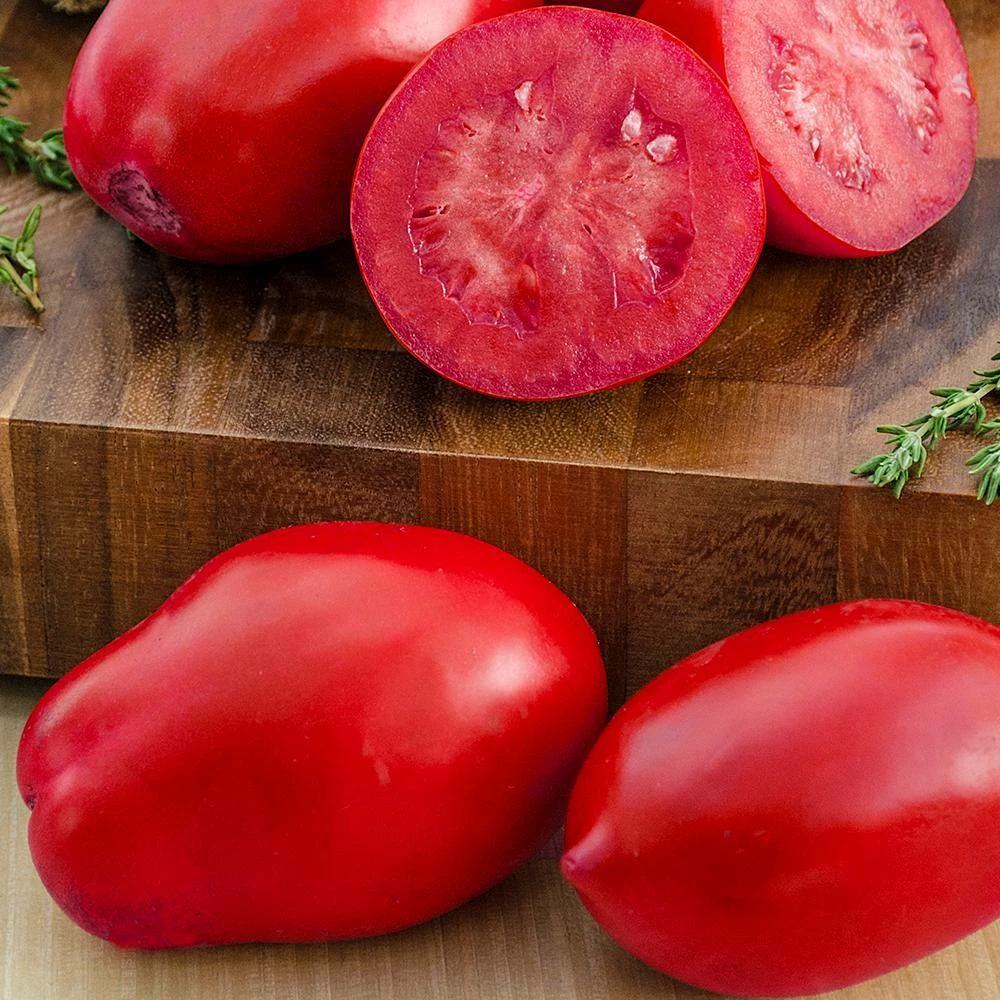 Gurney's Tomato Easy Sauce Hybrid (15 Seed Packet) - Image 2