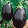Gurney's Eggplant Black Beauty Vegetable Seeds (30 Seed Packet)
