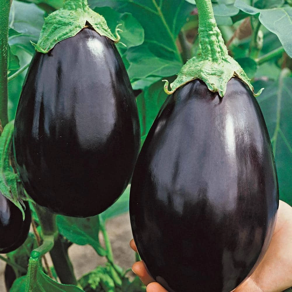 Gurney's Eggplant Black Beauty Vegetable Seeds (30 Seed Packet)