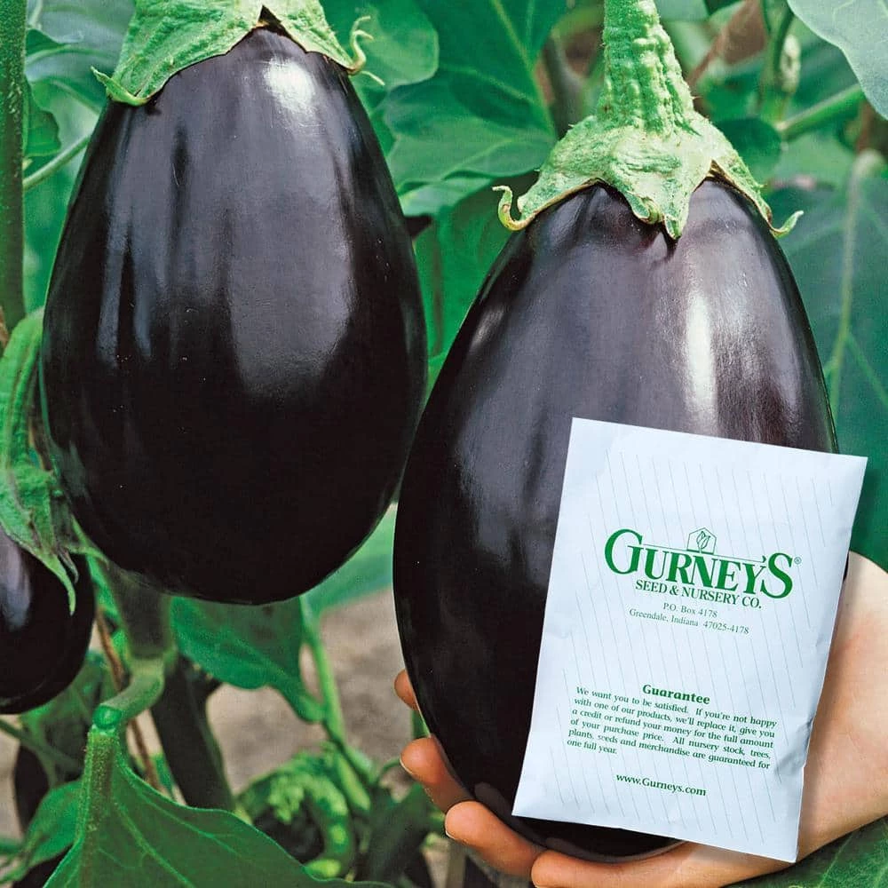 Gurney's Eggplant Black Beauty Vegetable Seeds (30 Seed Packet) - Image 2