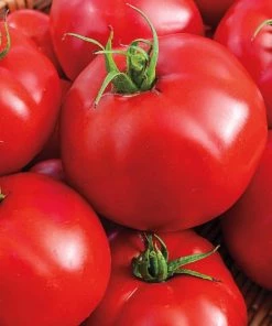 Gurney's Tomato Tasty Beef Hybrid Vegetable Seeds (20 Seed Packet)