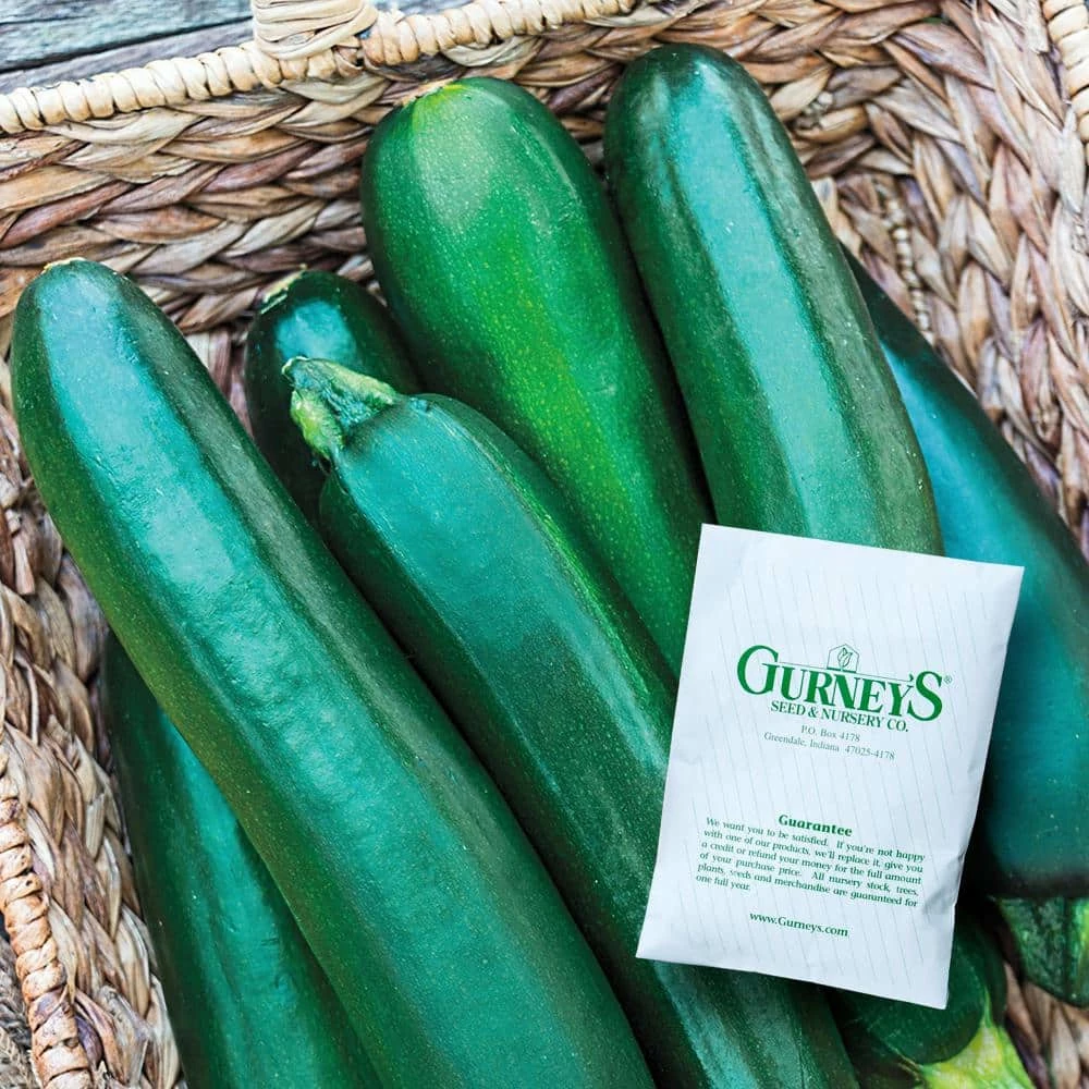 Gurney's Squash Summer Improved Zucchini Hybrid (20 Seed Packet)