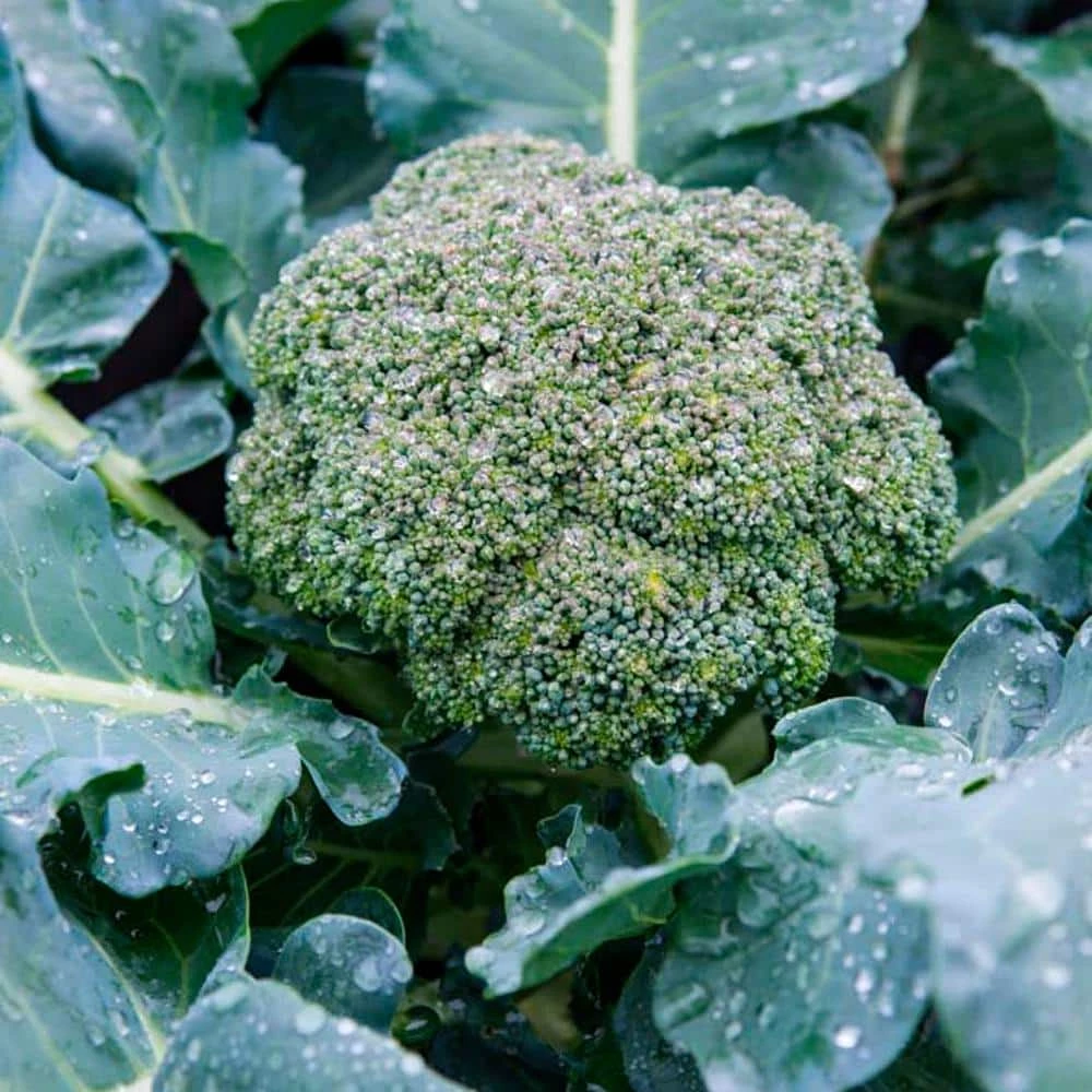 Gurney's Broccoli Blue Ribbon Hybrid (100 Seed Packet) - Image 3