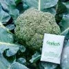 Gurney's Broccoli Blue Ribbon Hybrid (100 Seed Packet)