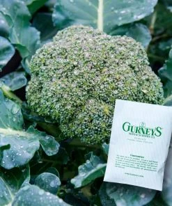 Gurney's Broccoli Blue Ribbon Hybrid (100 Seed Packet)